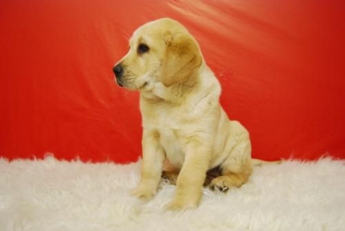 cachorros con garantías por escrito (labradores)