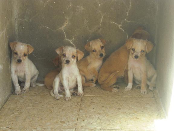 Cachorros tamaño pequeño buscan hogar