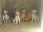 Cachorros tamaño pequeño buscan hogar - mejor precio | unprecio.es