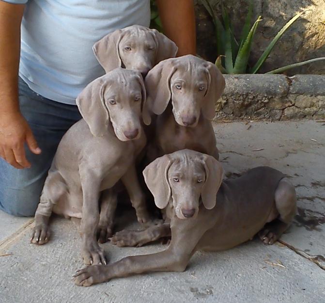 Cachorros weimaraner listos para entregar.