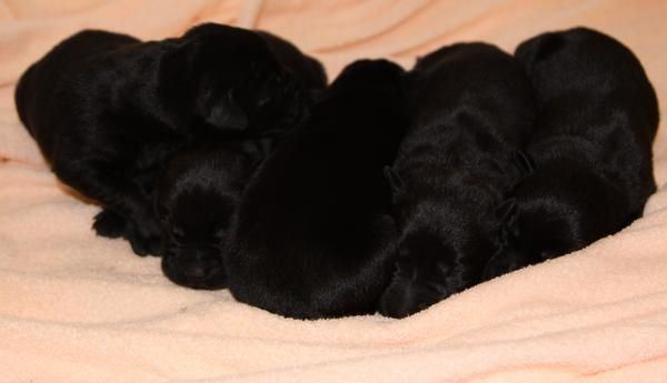 Camada de Labradores negros