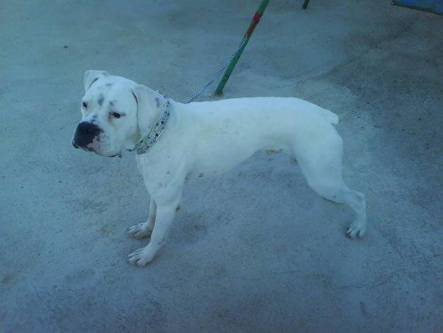 macho de boxer blanco listo para montar