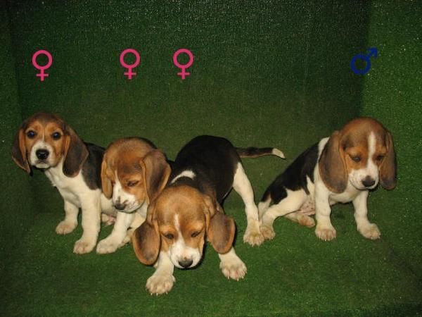 Preciosos Beagles 280