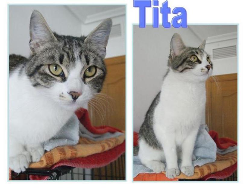 Tita, gata más linda y dulce imposible de encontrar. Busca hogar