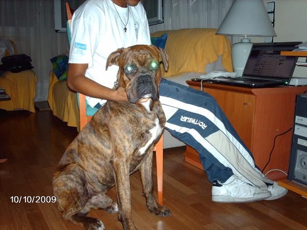 busco boxer hembra con pedigree