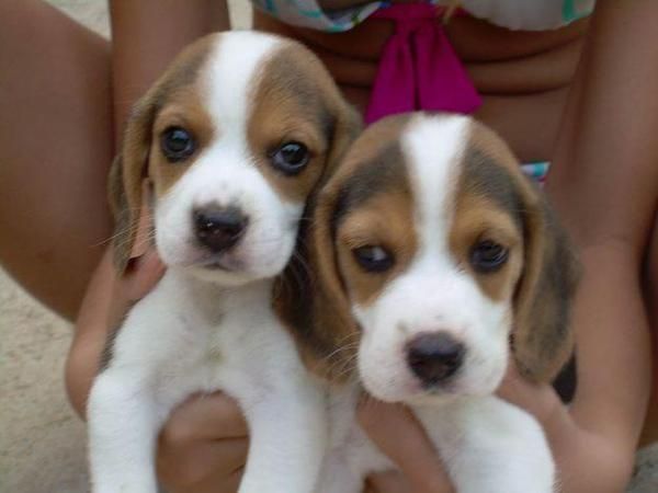 CACHORROS DE BEAGLE, 450 EUROS