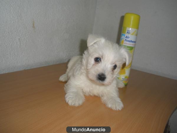 Cachorros Tarragona Baratos