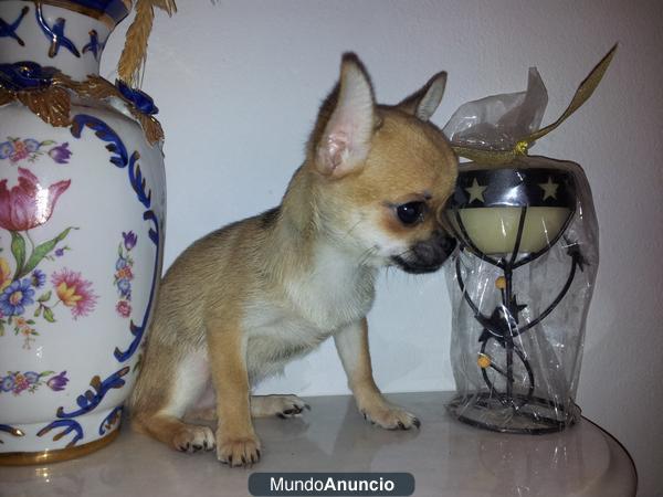 chihuahuas miniaturas 250 euros