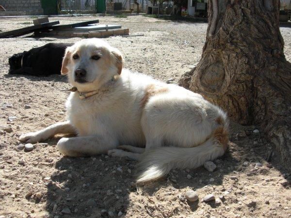 Gustavo, perro tamaño pequeño, 3 años, Cádiz (Kimba)