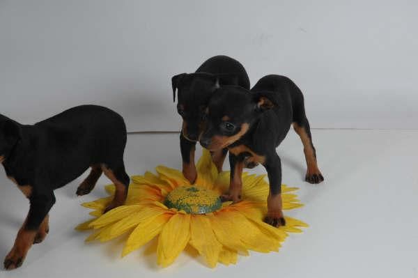 Impresionantes cachorros de Mini Pincher Pura Raza