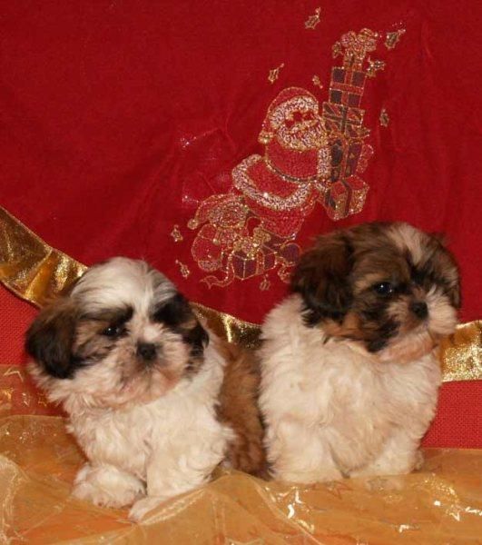 Impresionantes shih-tzu, cachorro de dos meses