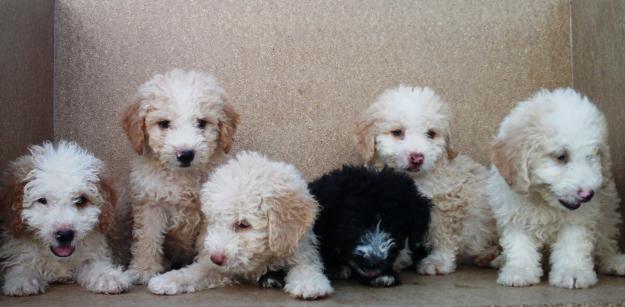 Perros de agua machos en blanco y en negro 140€