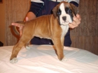 Preciosa cachorrita boxer dorada - mejor precio | unprecio.es