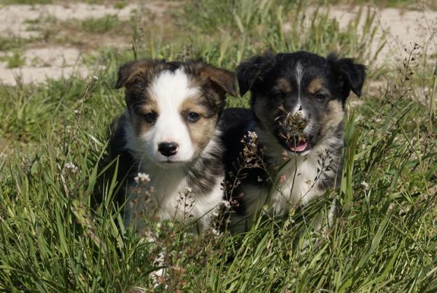 Border Collie machos y hembras disponibles