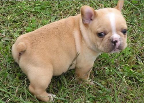 Bulldog Frances con tres meses.