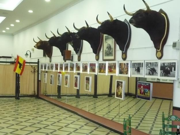 cabezas de toros bravos disecadas