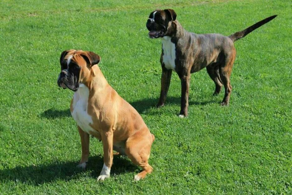 Cachorros boxer disponibles