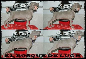 Cachorros Weimaraner Alta seleccion