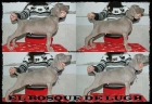 Cachorros Weimaraner Alta seleccion - mejor precio | unprecio.es