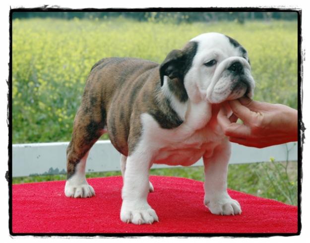 Preciosas cachorras bulldog ingles atigadas 