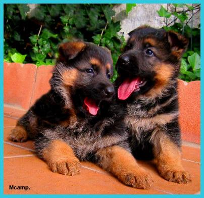 Cachorros Ceppa. de Pastores Alemanes.