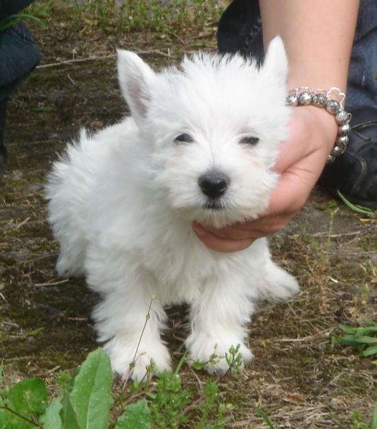 CACHORROS DE WESTY