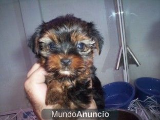 Cachorros miniaturas de varias razas,  perros, cachorros, criadero, venta.