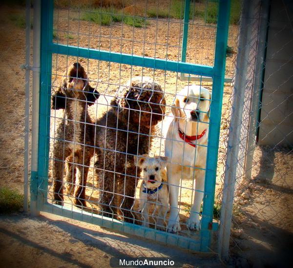 Centro Canino La Senda