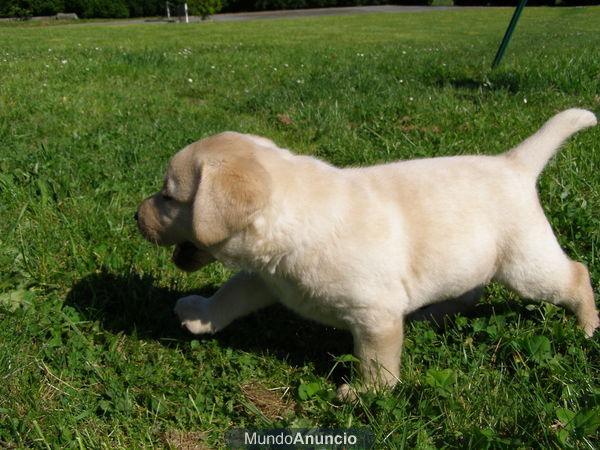 EXCELENTES CACHORROS DE LABRADOR RETRIEVER