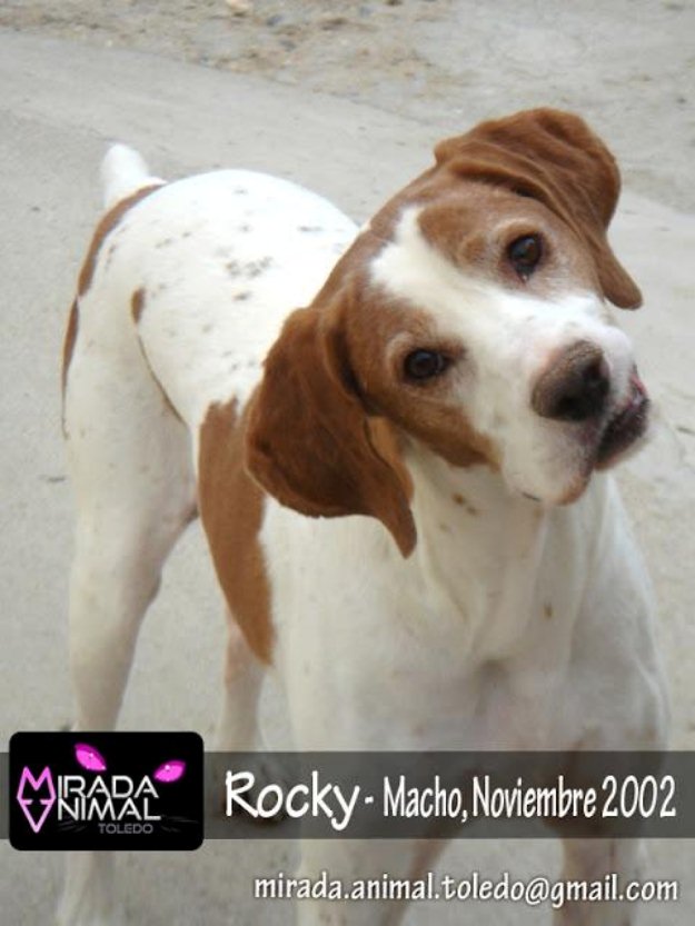 Rocky abuelete en adopcion