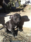 staffordshire bull terrier - mejor precio | unprecio.es