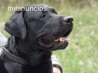 Todos mis labradores