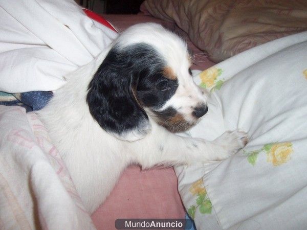 ULTIMA CACHORRA DE  COCKER SPANIER  A 120 EUROS