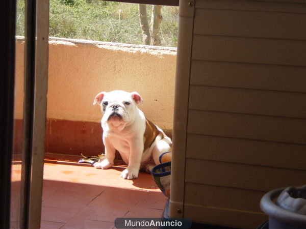 vendo hembra de bulldog ingles por no poder atender