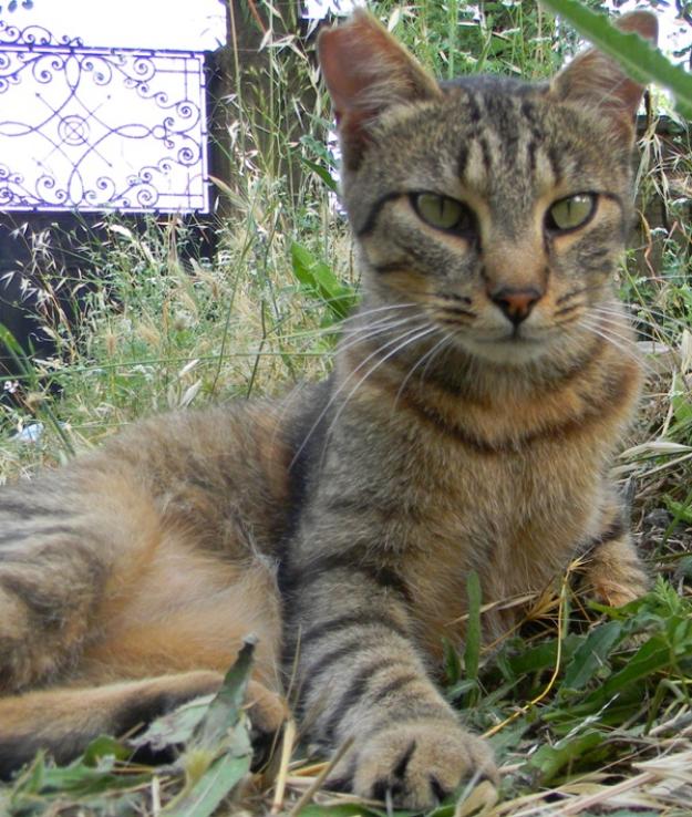 Roser- gata en adopción muy, muy cariñosa