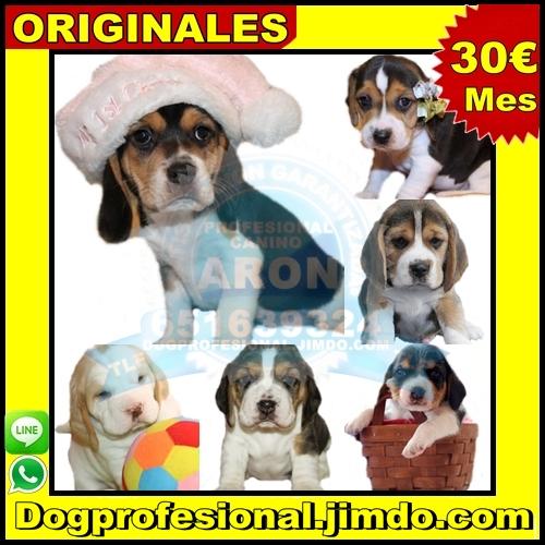 beagle cachorros