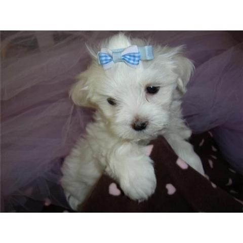 Bichon maltes , cachorros disponibles. barcelona