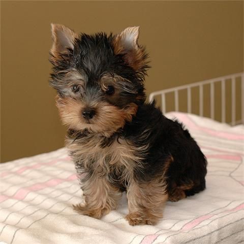 cachorra de Yorkshire Terrier