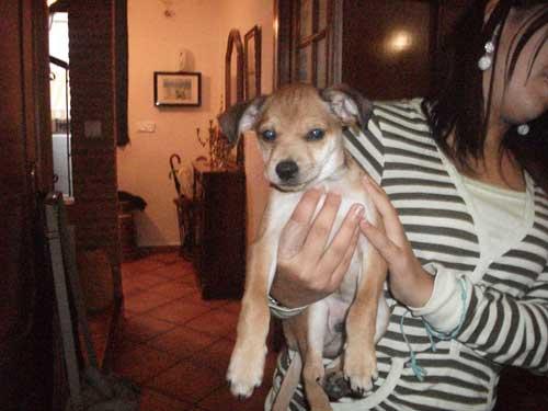 Cuqui, Cachorro en adopcion