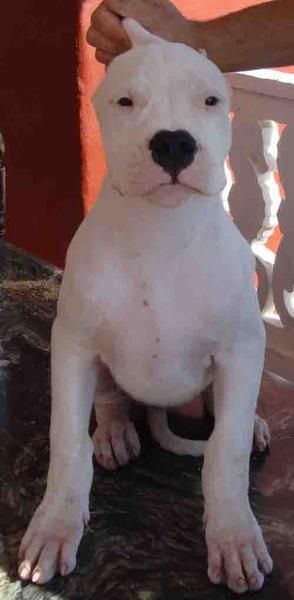 dogo argentino