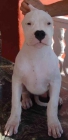 dogo argentino - mejor precio | unprecio.es