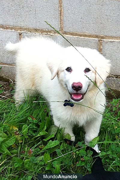 REGALO CACHORRO MASTIN DE LOS PIRINEOS