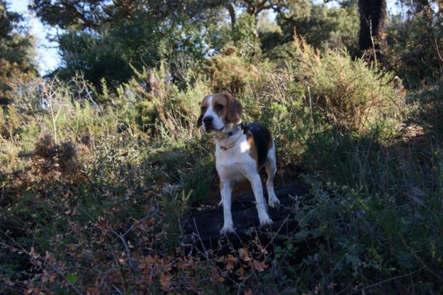 Se ofrece beagle tricolor 