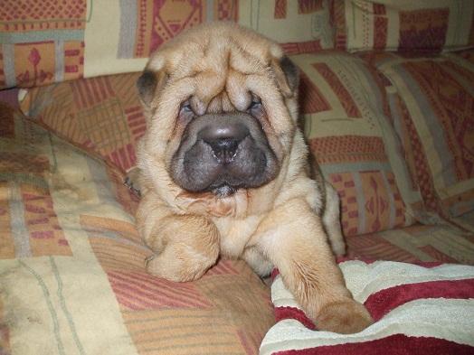 Shar Pei americano