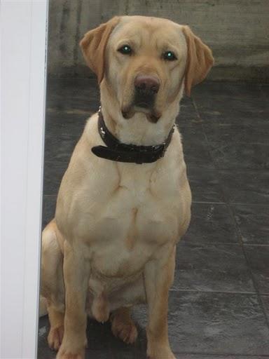 Toby precioso labrador retriever