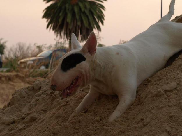 Bull terrier macho para montas