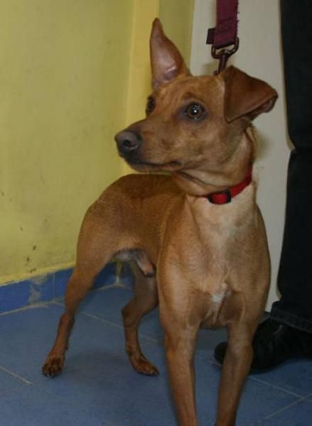 CACHORRIN X PINCHER 11 MESES BUSCA NUEVA FAMILIA