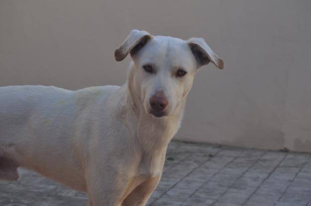 cruce de labrador de 10 meses