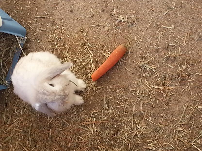 Regalo conejo belier enano blanco