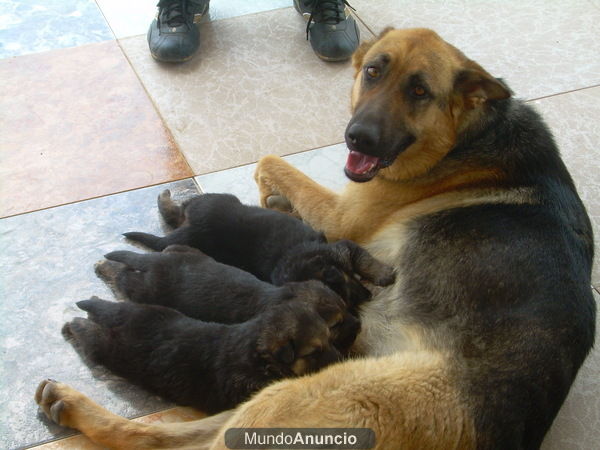 SE VENDEN CACHORROS PASTOR ALEMAN